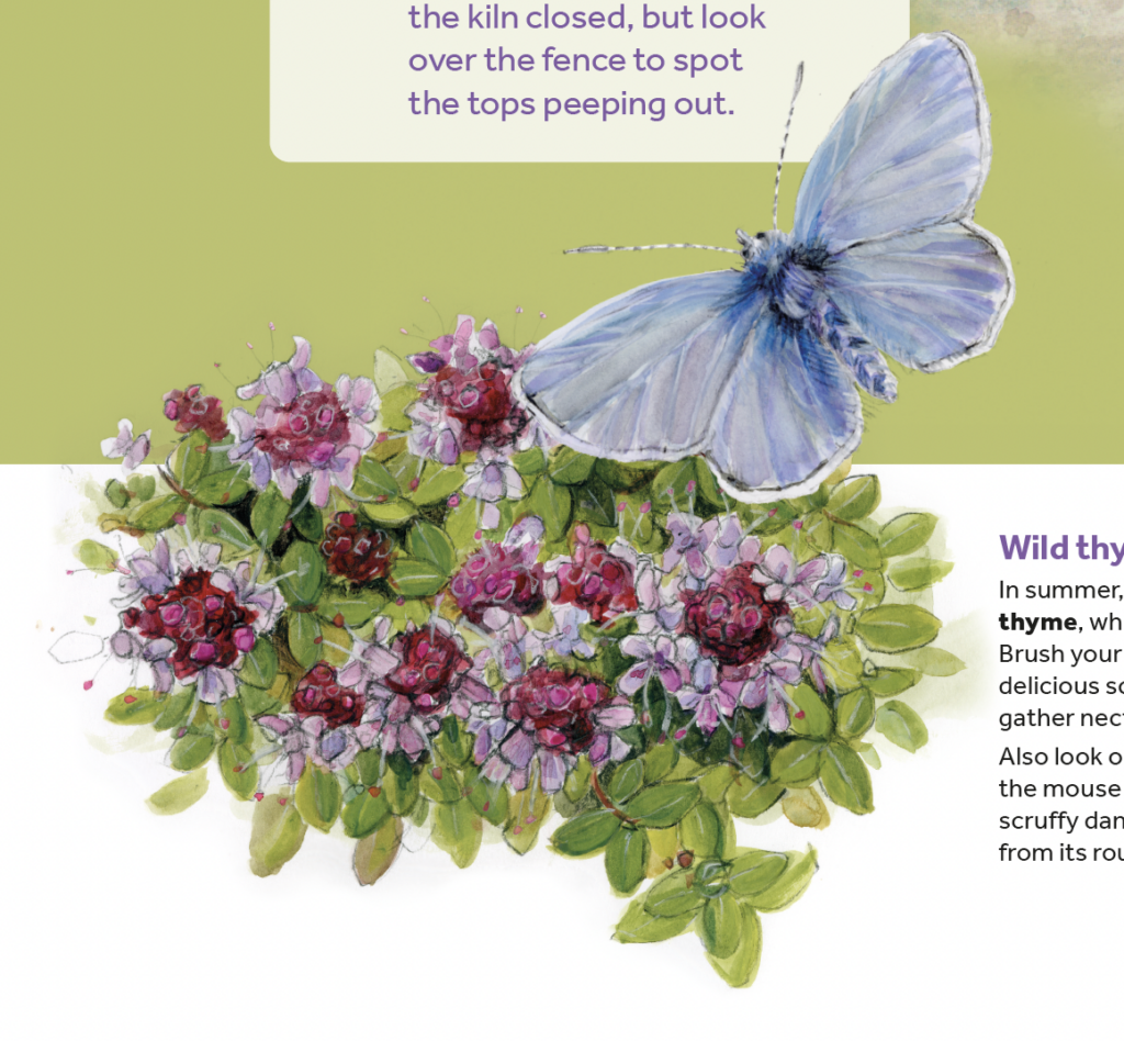 Illustration of common blue butterfly and common thyme