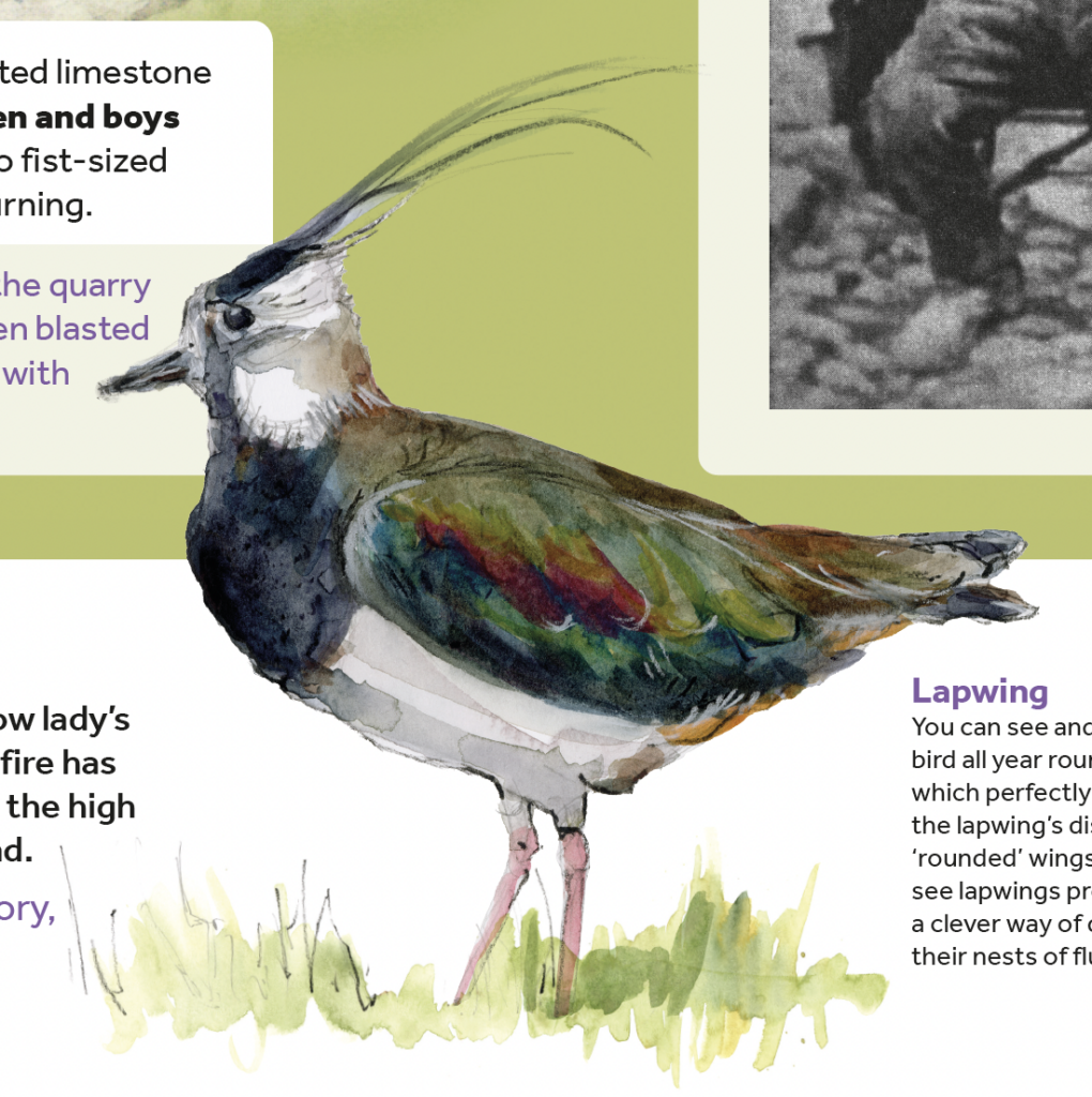 Illustration of lapwing